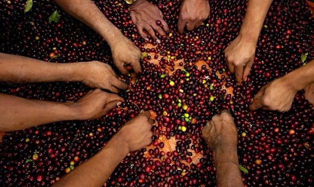 Enhancing Food security: Egypt increases 20/21 FY allocations for agriculture by 2%