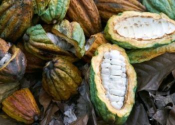 Ivory Coast Rains Bring Relief To Cocoa Farmers