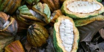 Ivory Coast Rains Bring Relief To Cocoa Farmers
