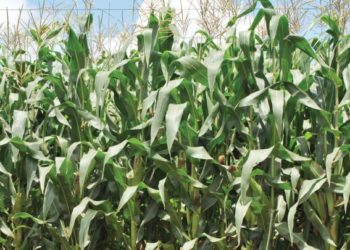Malawi: Agriculture to grow by 1%
