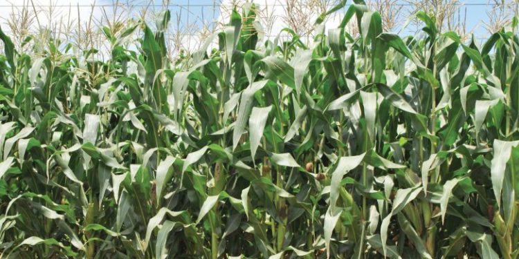 Malawi: Agriculture to grow by 1%