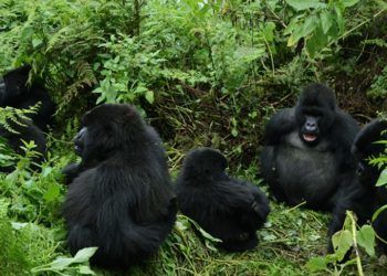 Kigali: Rwanda announces promotional prices of gorilla-trekking permits