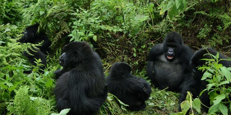 Kigali: Rwanda announces promotional prices of gorilla-trekking permits