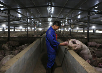 Global efforts sought to curb swine fever in Africa