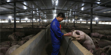 Global efforts sought to curb swine fever in Africa