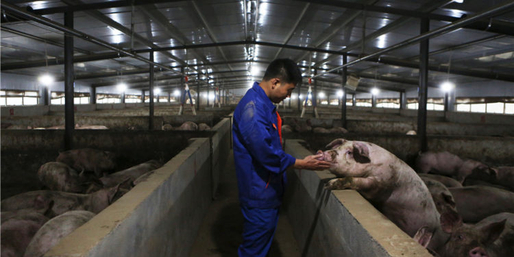 Global efforts sought to curb swine fever in Africa