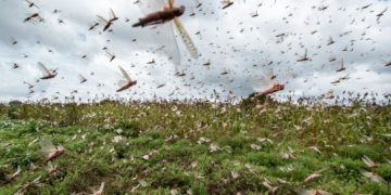 UN's FAO warns more locust swarms forming in East Africa
