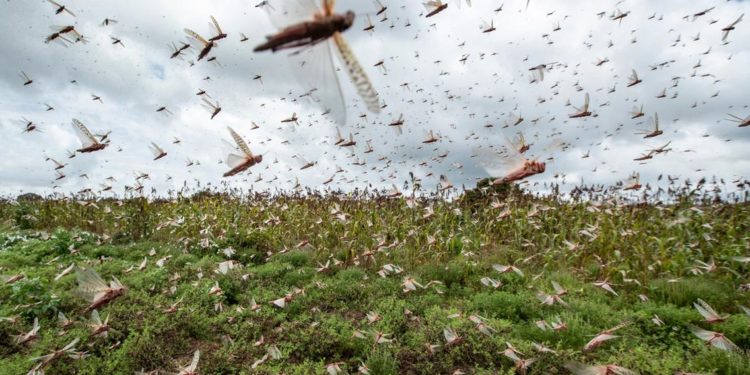 UN's FAO warns more locust swarms forming in East Africa