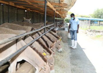 Donkey abattoirs in Kenya hopeful as court lifts ban