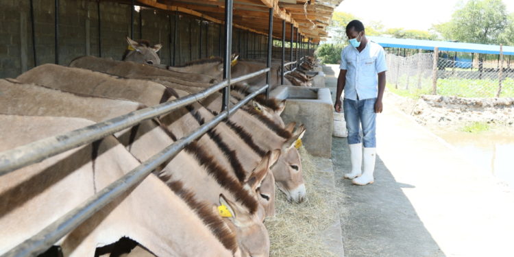 Donkey abattoirs in Kenya hopeful as court lifts ban