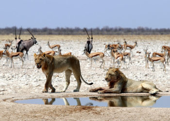Etosha National Park, The Complete Guide: Namibia