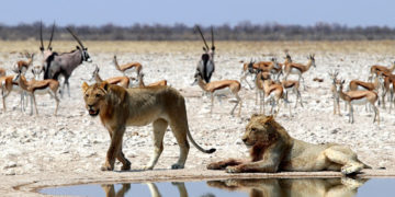 Etosha National Park, The Complete Guide: Namibia