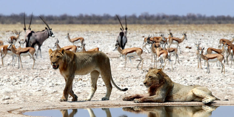 Etosha National Park, The Complete Guide: Namibia