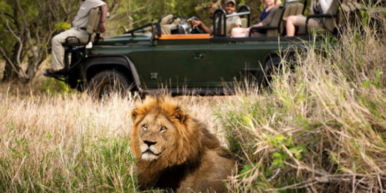 Kruger National Park Complete Guide, South Africa