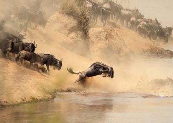 Masai Mara National Reserve in Kenya, Complete Guide