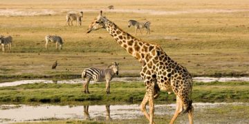 The Best Time to Visit Botswana, Weather in Botswana