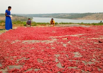 Rwanda--Chili: The crop that has taken Bugesera by storm