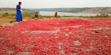 Rwanda--Chili: The crop that has taken Bugesera by storm