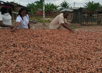 Ghana: Centre for Child Protection creating opportunities for women in agribusiness