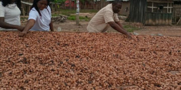 Ghana: Centre for Child Protection creating opportunities for women in agribusiness