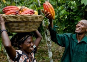 Ghana raises cocoa farmers’ pay by 21% after premium surcharge
