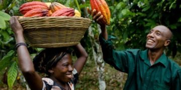 Ghana raises cocoa farmers’ pay by 21% after premium surcharge