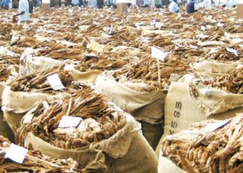 Malawi earns $173.5 million from tobacco in 2020