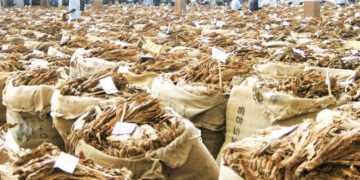 Malawi earns $173.5 million from tobacco in 2020