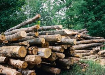 Equatorial Guinea: The Government announces sanctions against illegal timber trafficking’s up to 10 million Fcfa .