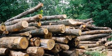 Equatorial Guinea: The Government announces sanctions against illegal timber trafficking’s up to 10 million Fcfa .
