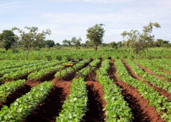 Malawi: Subsidised farm inputs ready from next week