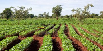 Malawi: Subsidised farm inputs ready from next week
