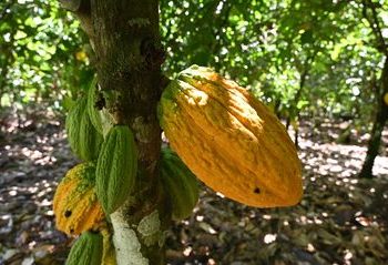 $100-Billion chocolate industry still plagued by child labour