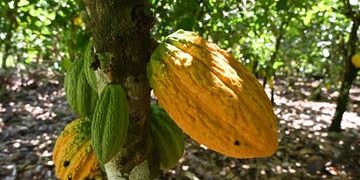 $100-Billion chocolate industry still plagued by child labour