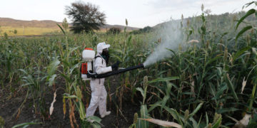 Breeding heightens fears over locusts in E. Africa