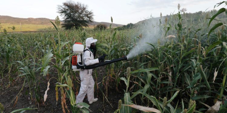 Breeding heightens fears over locusts in E. Africa