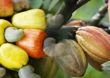 Ghana: ADI projects US$5 billion from cash crop and 1.5 million jobs