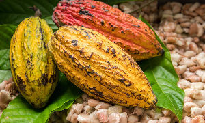 Ghana disputes new report on child labour rising in West Africa cocoa farms