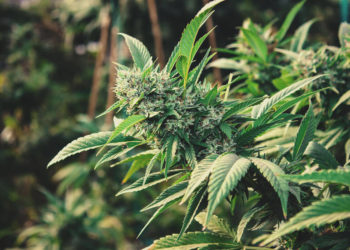 Nuclear plants, cannabis seen spurring South African revival