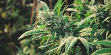 Nuclear plants, cannabis seen spurring South African revival