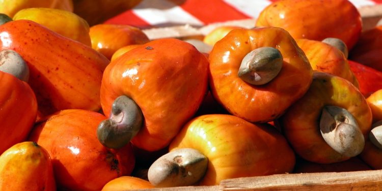 Ghana: Cashew farmers kick against govt-backed decision to set prices