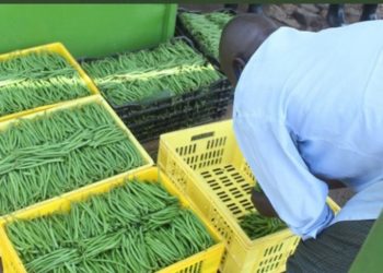 Ten affordable post-harvest techniques to raise farmers’ revenue and sales