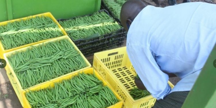 Ten affordable post-harvest techniques to raise farmers’ revenue and sales