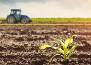 South Africa: Black farmer in Senekal: When I started, everyone thought I was crazy