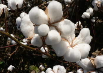 Malawi: Cotton farmers for stable market
