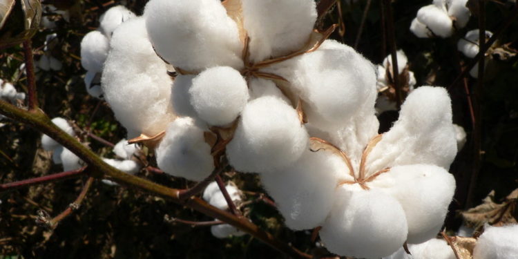 Malawi: Cotton farmers for stable market