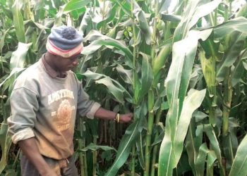 Malawi: Admarc strict on Maize purchase