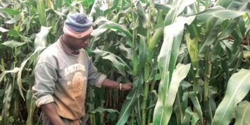 Malawi: Admarc strict on Maize purchase