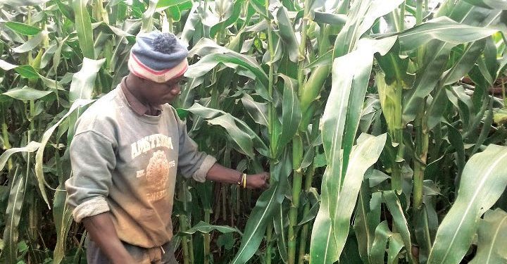 Malawi: Admarc strict on Maize purchase