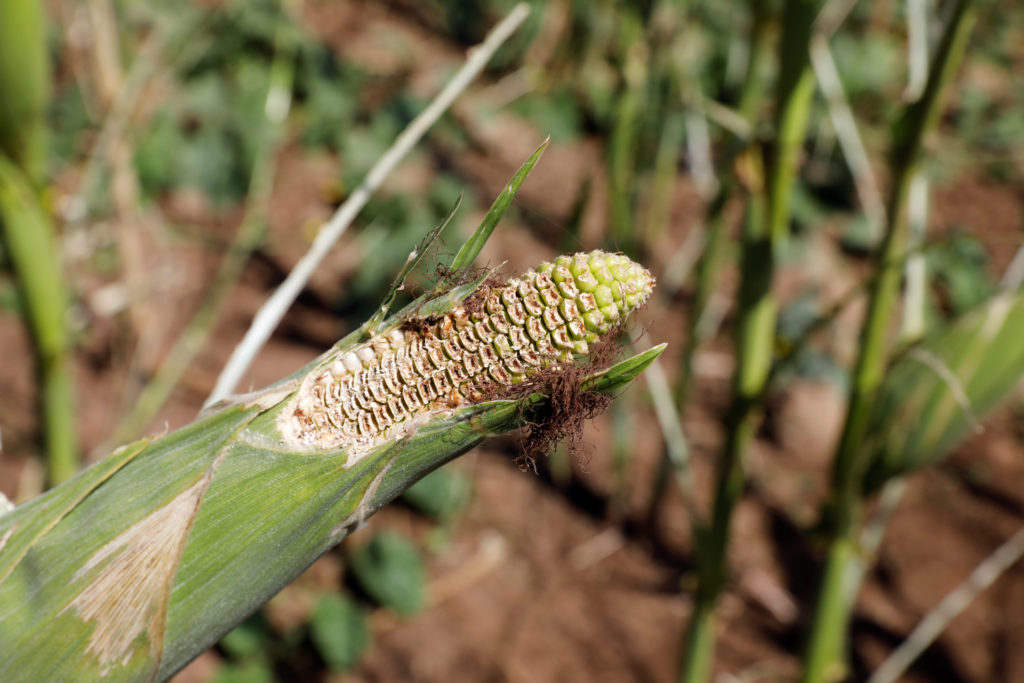 Early warning sounded over possible second wave of locust invasion in Africa
